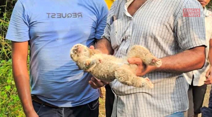 বৈদ্যুতিক তারে জড়িয়ে প্রাণ গেল মহাবিপন্ন লজ্জাবতী বানরের